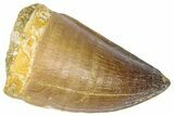 Fossil Mosasaur (Thalassotitan) Tooth - Morocco #364164-1